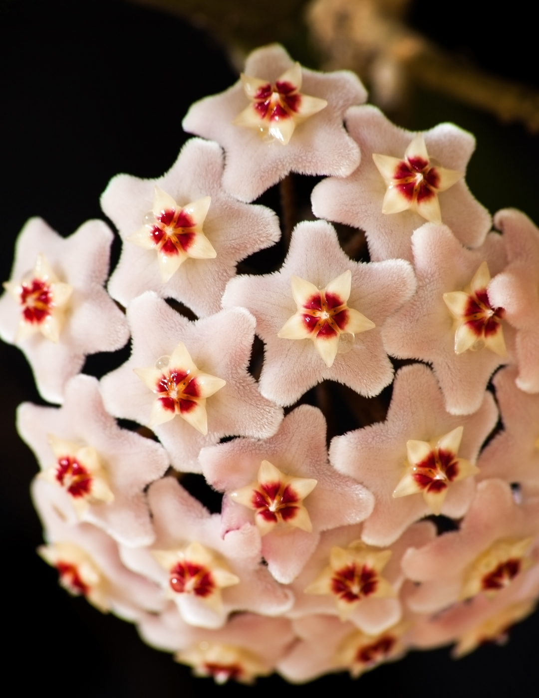 Hoya Carnosa Gracilis Ø18 Baschet