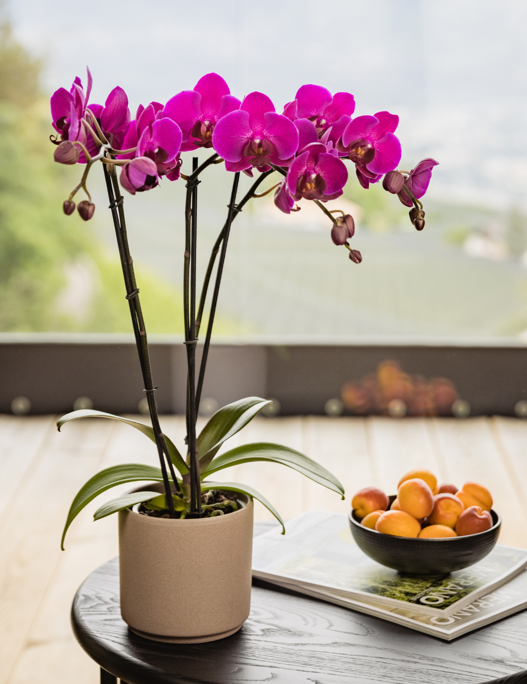 Phalaenopsis African Queen Ø12