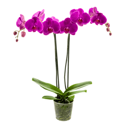 Phalaenopsis African Queen Ø12
