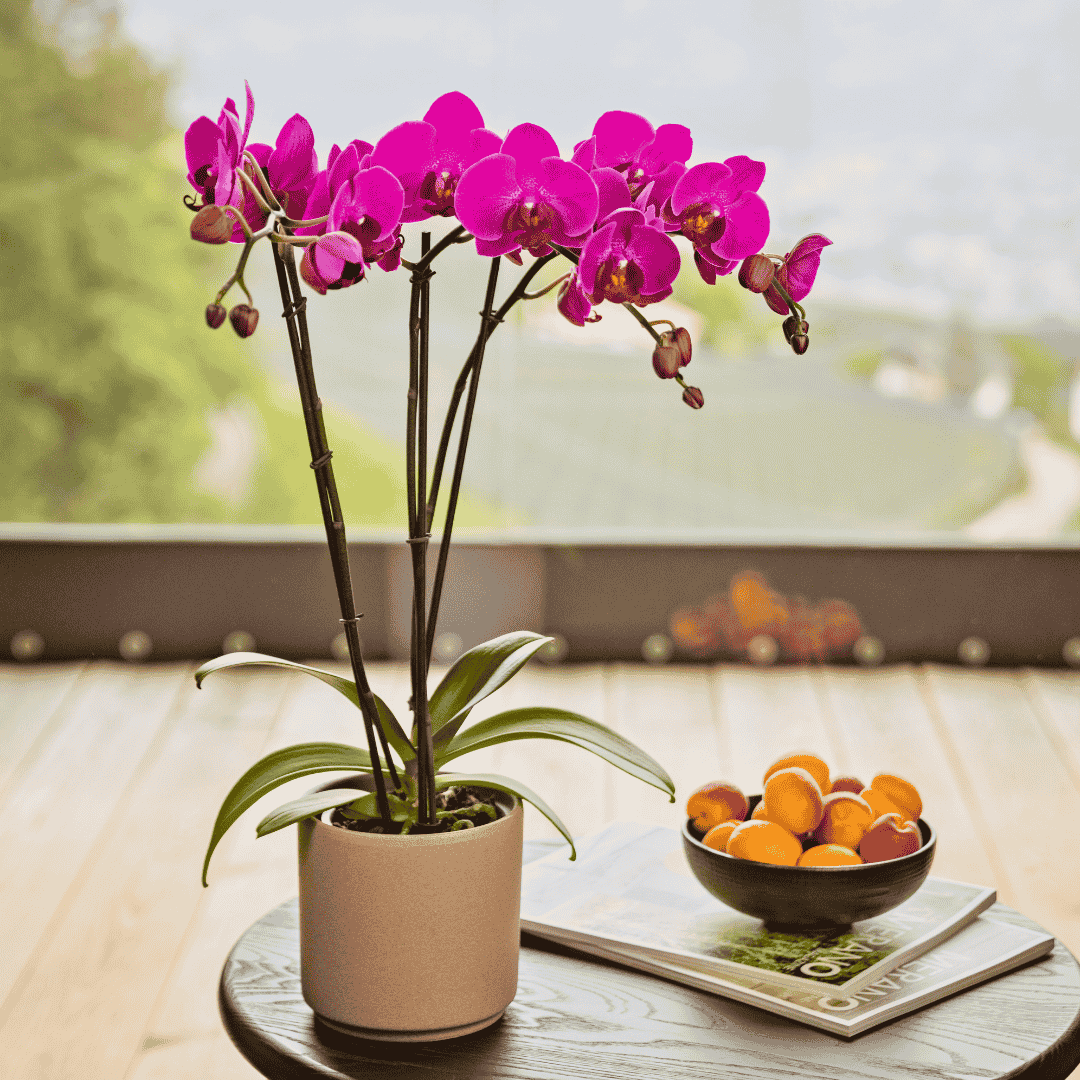 Phalaenopsis African Queen Ø12