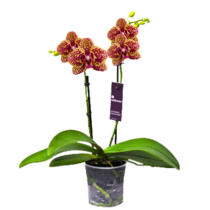 Phalaenopsis Alberta Ø9