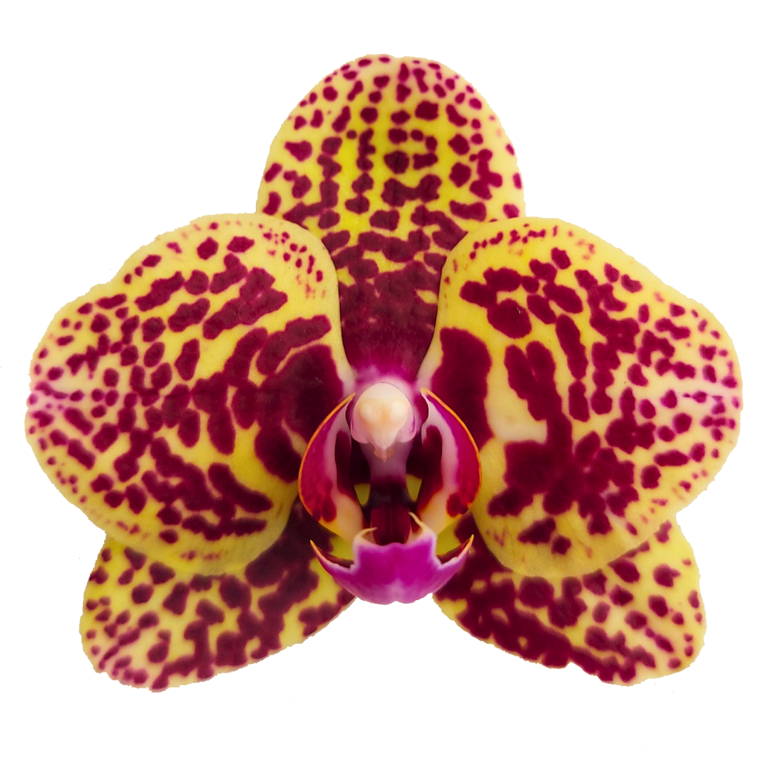 Phalaenopsis Alberta Ø9