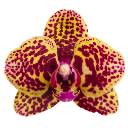 Phalaenopsis Alberta Ø9