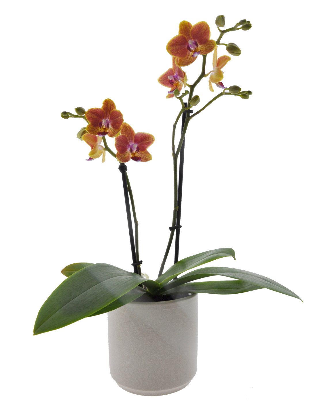 Phalaenopsis Allen Ø9