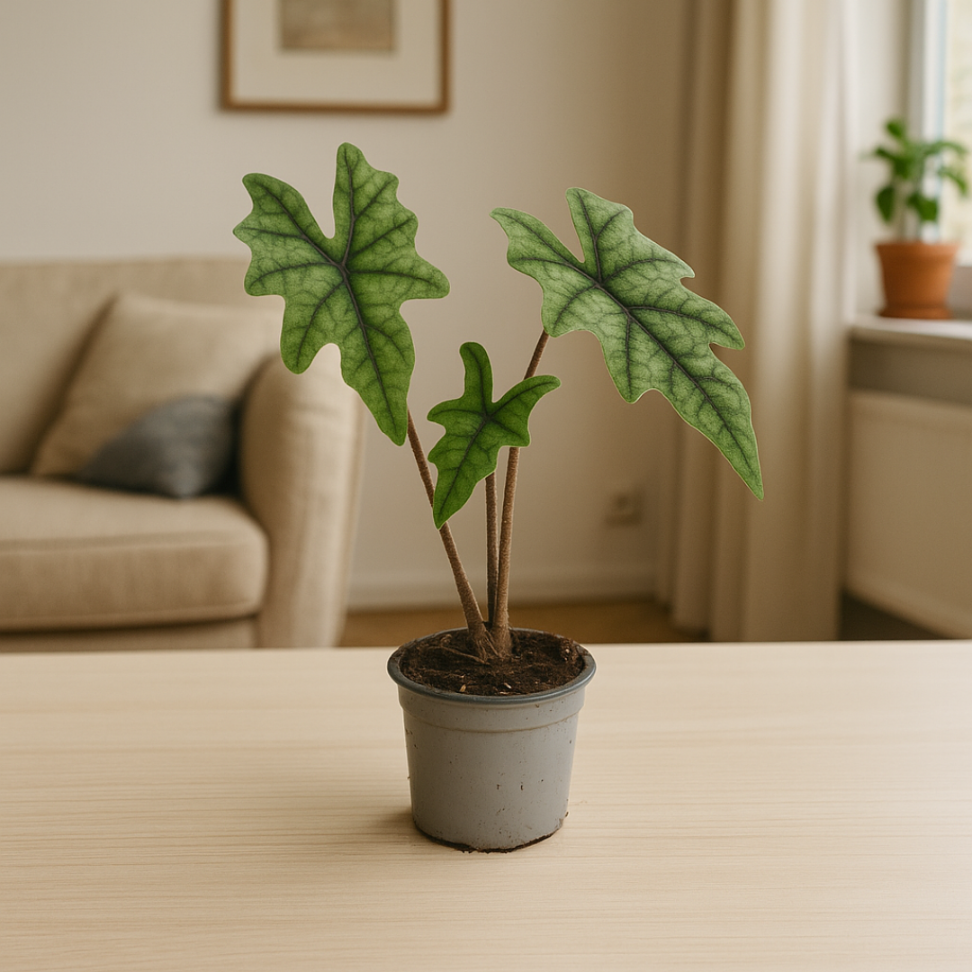 Alocasia Jacklyn