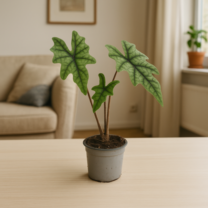 Alocasia Jacklyn