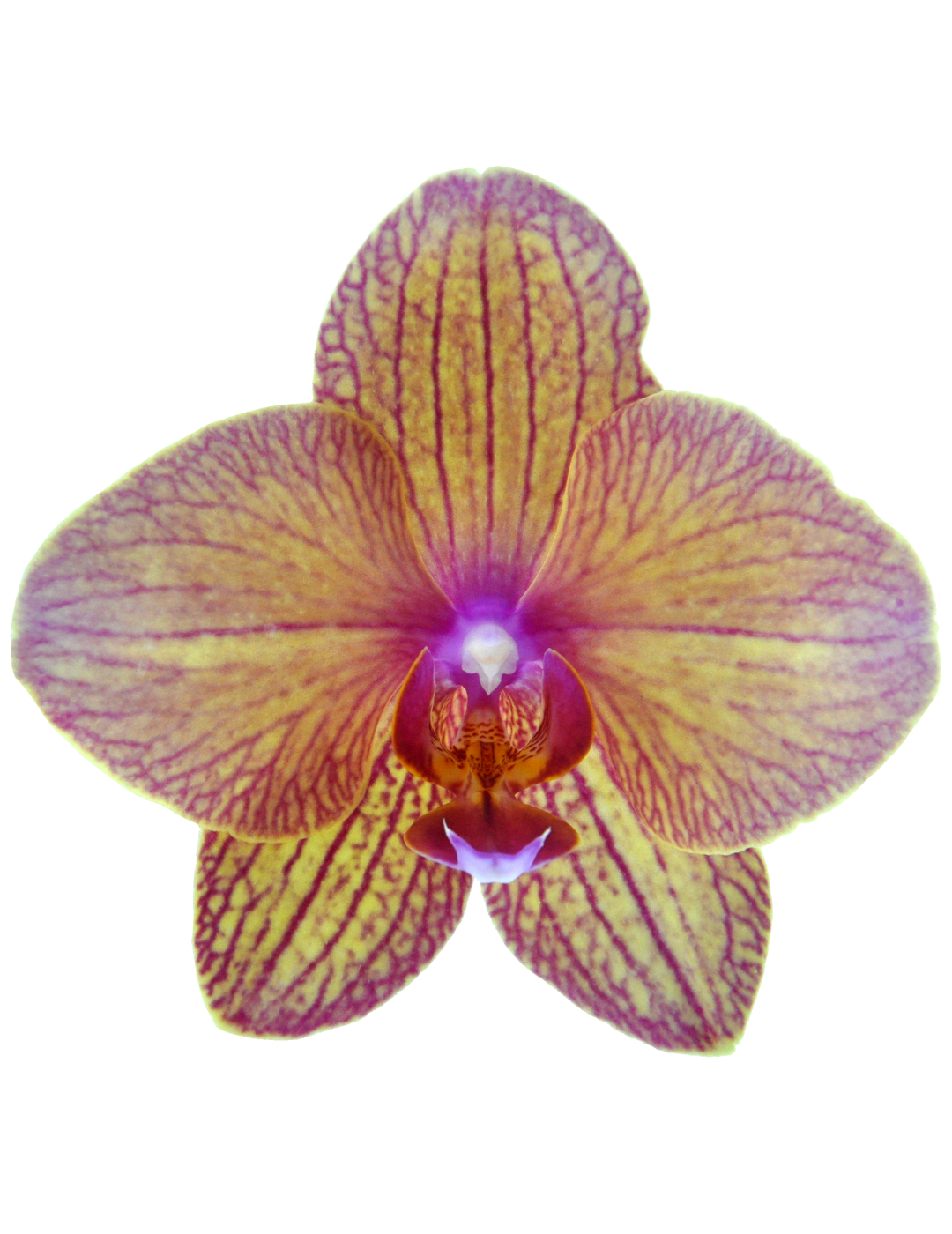 Phalaenopsis Anke Ø12