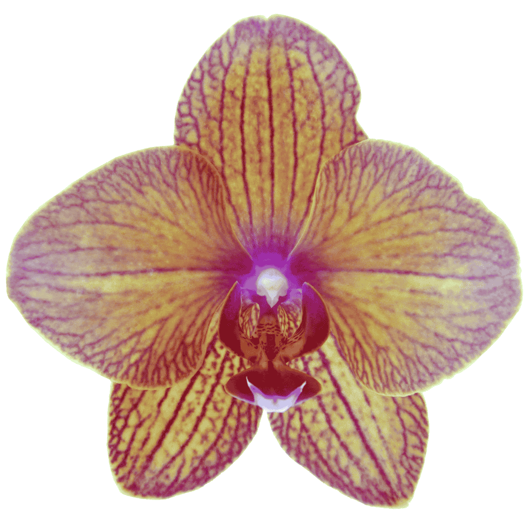 Phalaenopsis Anke Ø12