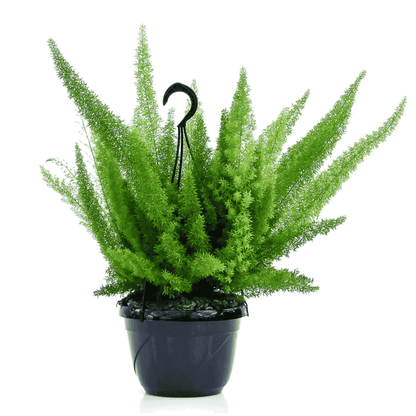 Asparagus Meyerii (coda di volpe)