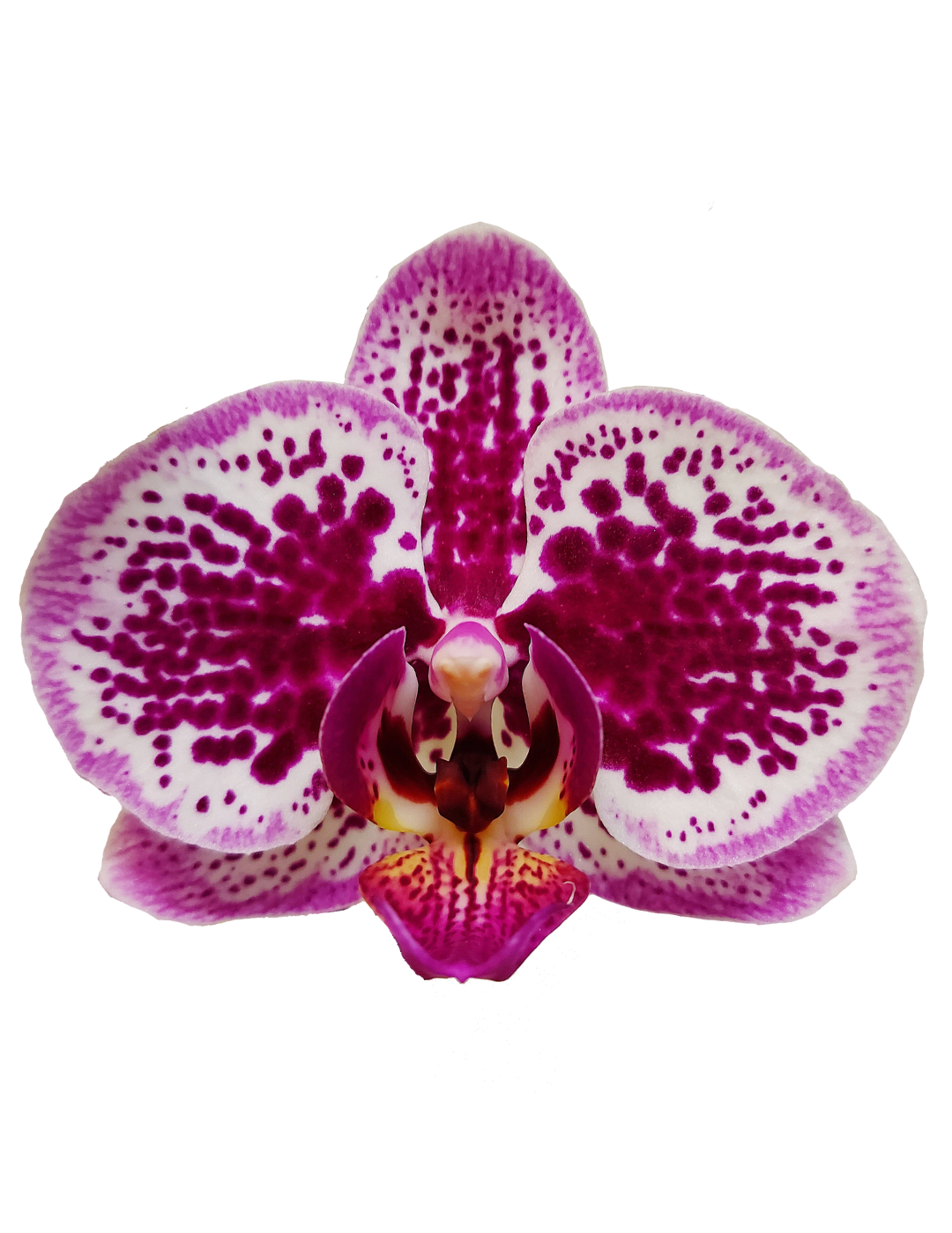 Phalaenopsis Avant Garde Ø12