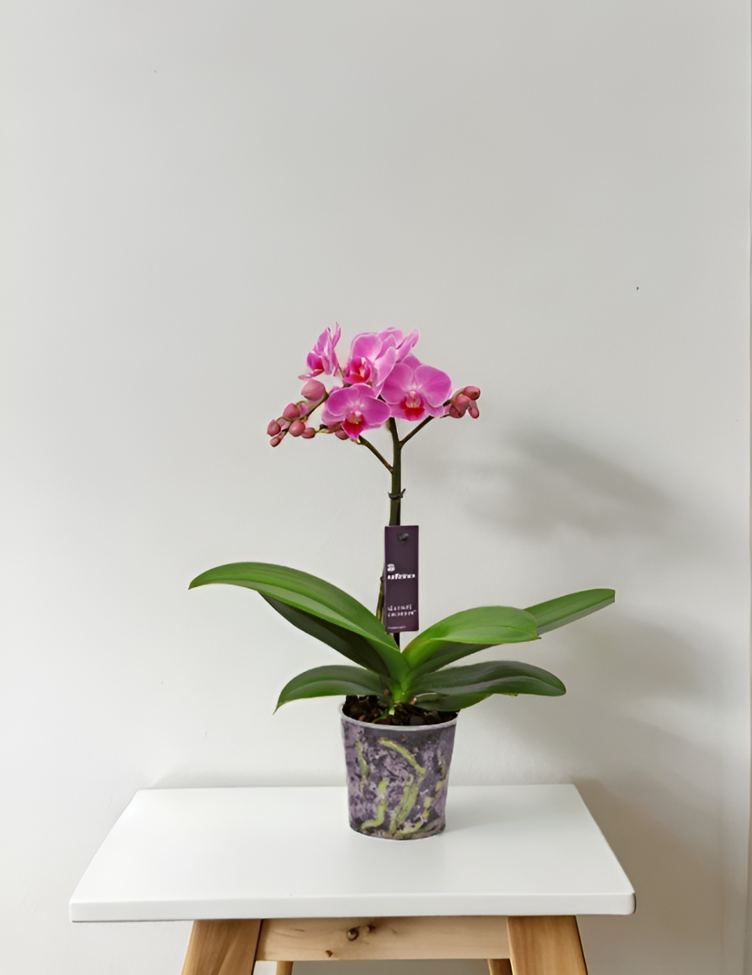 Phalaenopsis Mignon