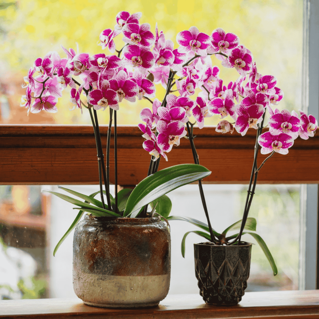 Phalaenopsis Samanta Ø12