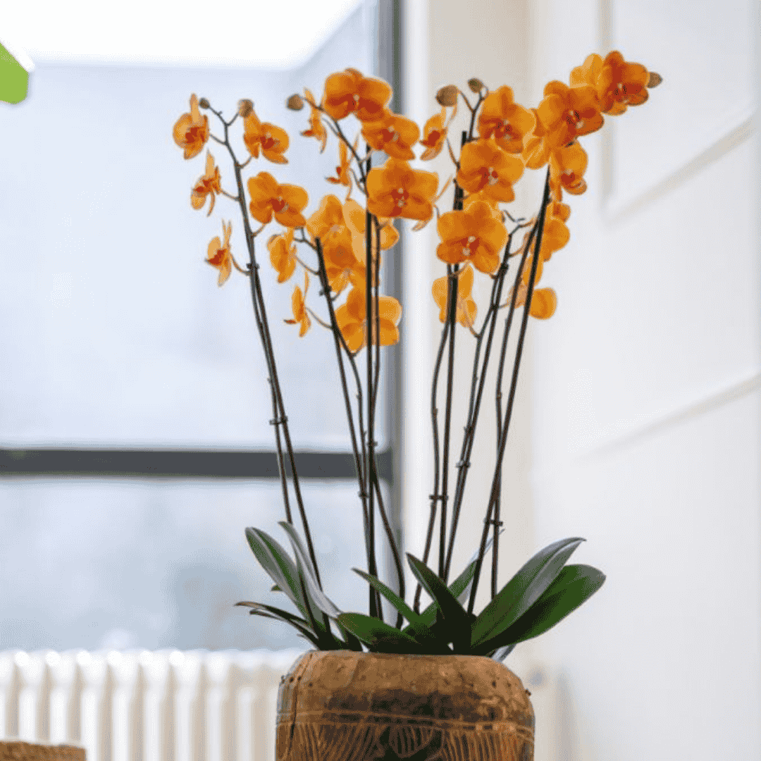 Phalaenopsis Bologna Ø12