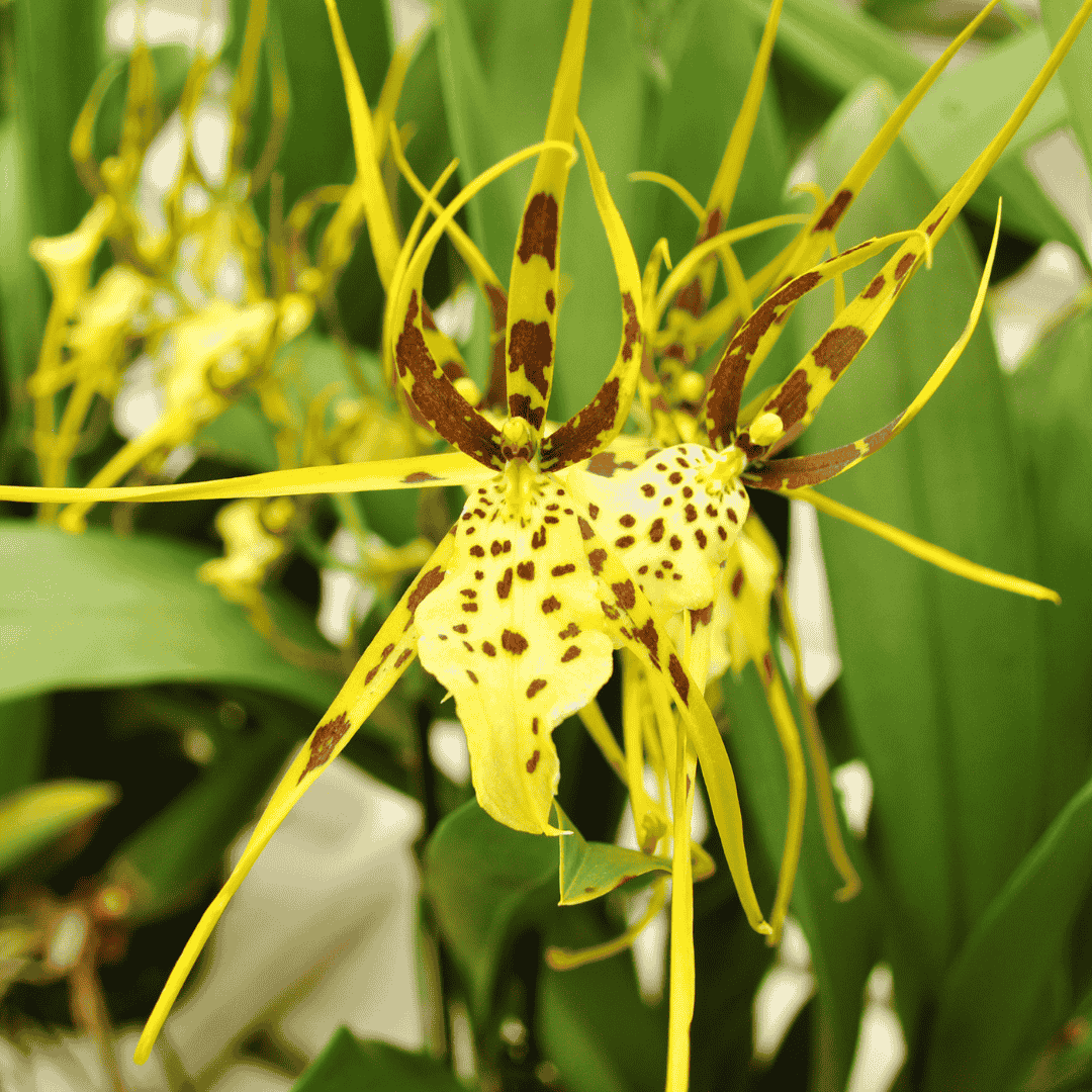 Brassia Eternal Wind