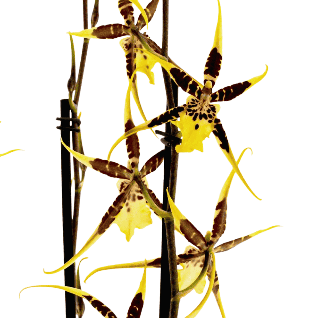 Brassia Padova