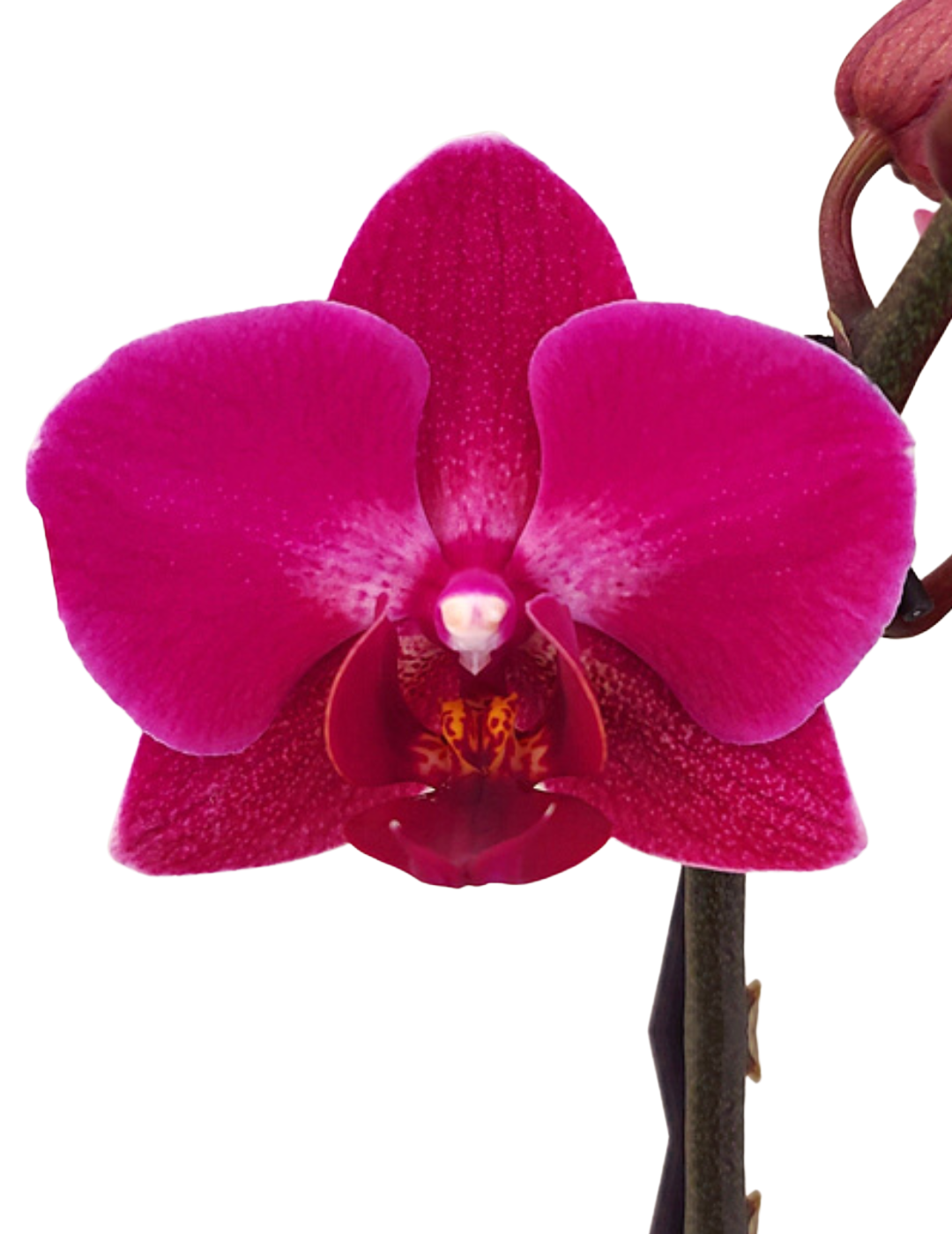 Bark per Orchidee  Specifico per Orchidea Phalaenopsis e Orchidea  Tropicale – Flogheter