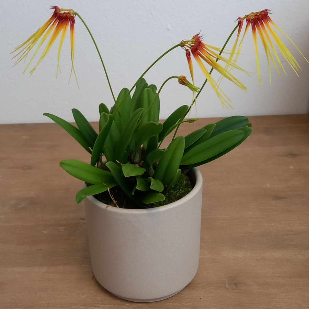 Bulbophyllum Hirundines