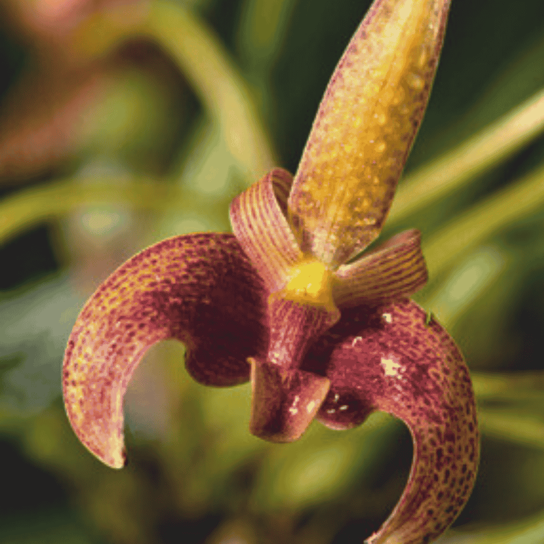 Bulbophyllum Lobbii