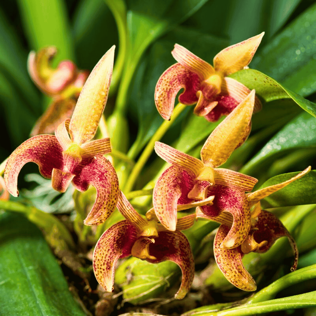 Bulbophyllum Lobbii