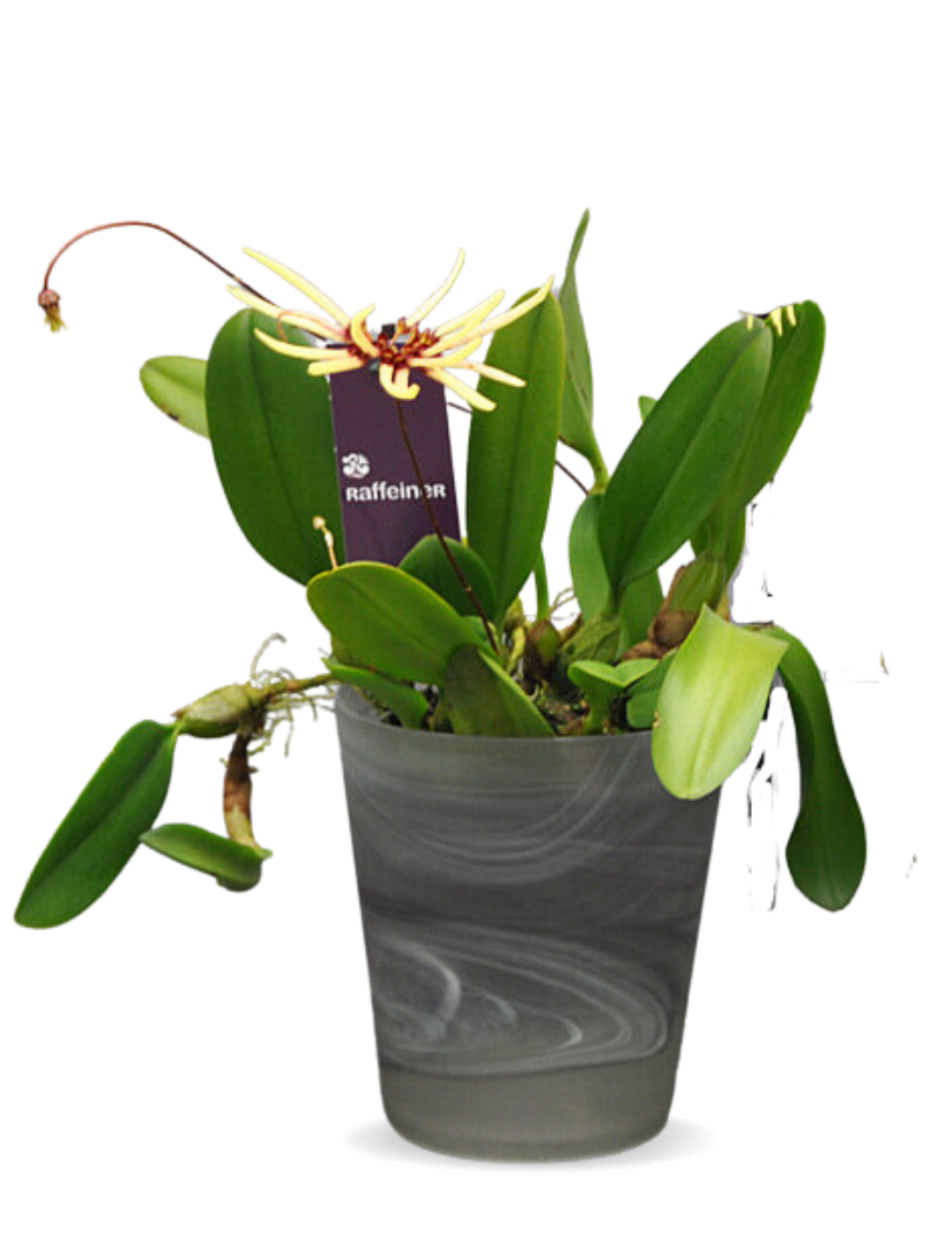 Bulbophyllum Makoyanum