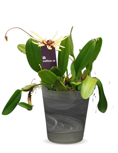 Bulbophyllum Makoyanum