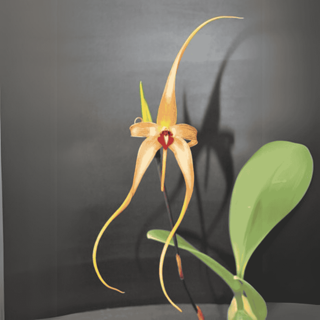 Bulbophyllum Wilburg Chang