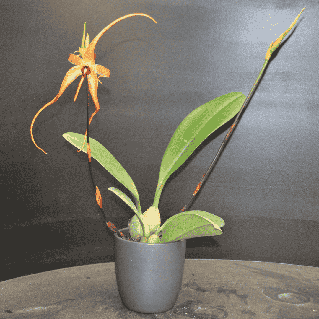 Bulbophyllum Wilburg Chang
