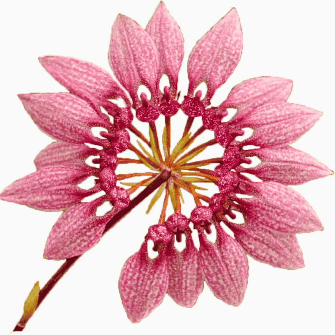 Bulbophyllum dicturatum x eberhartii
