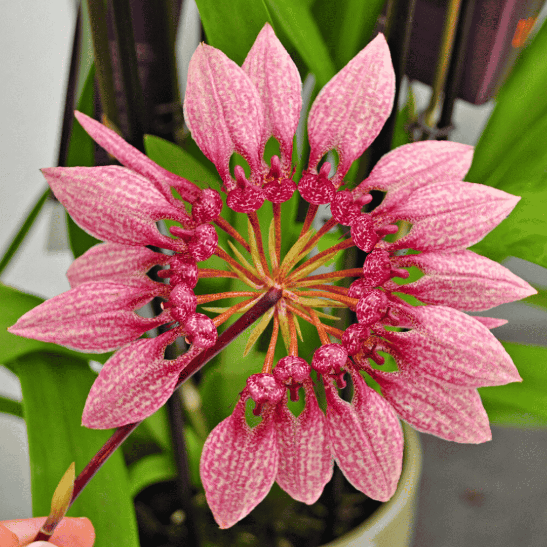 Bulbophyllum dicturatum x eberhartii