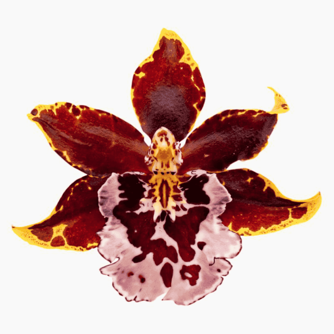 Burrageara Elisa