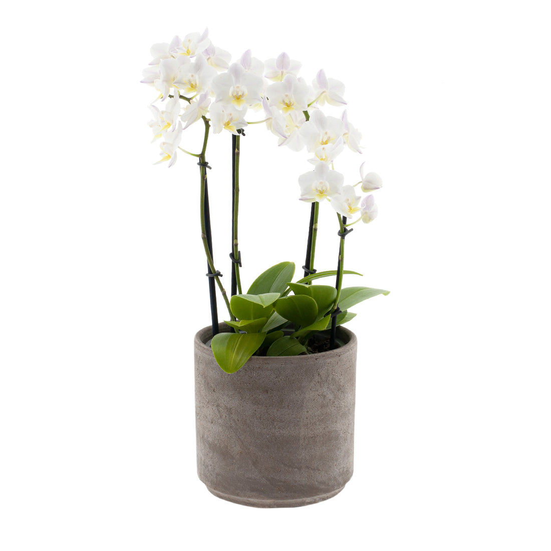 Phalaenopsis Carolina Ø12