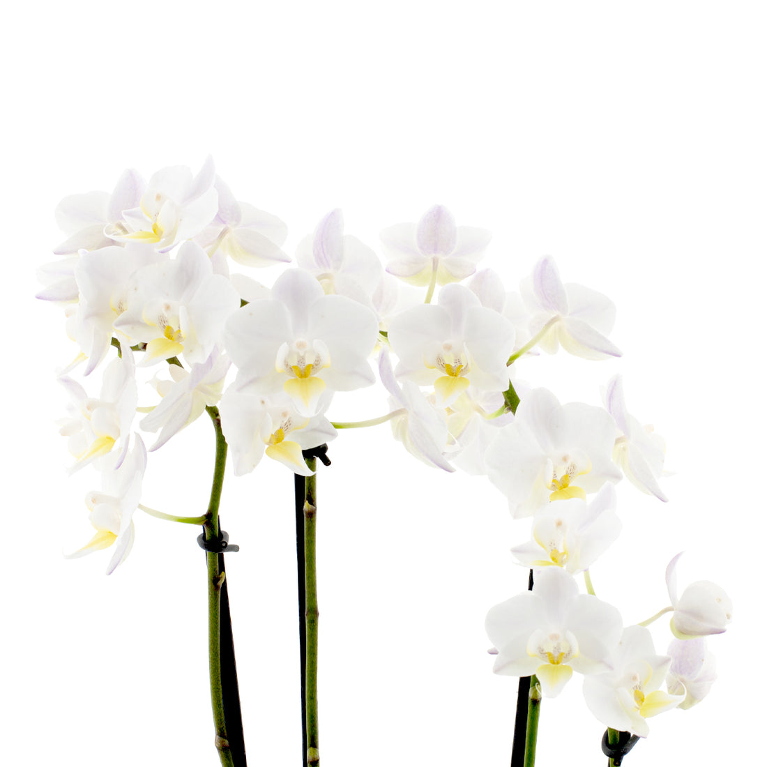 Phalaenopsis Carolina Ø12
