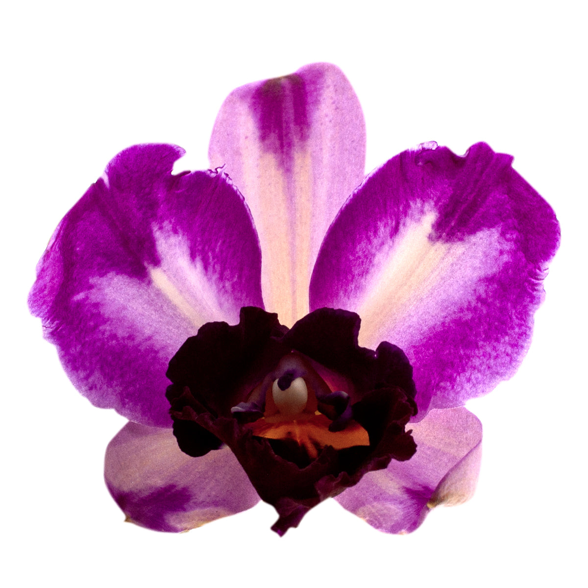 Cattleya Quilla