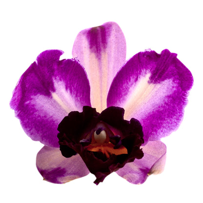 Cattleya Quilla