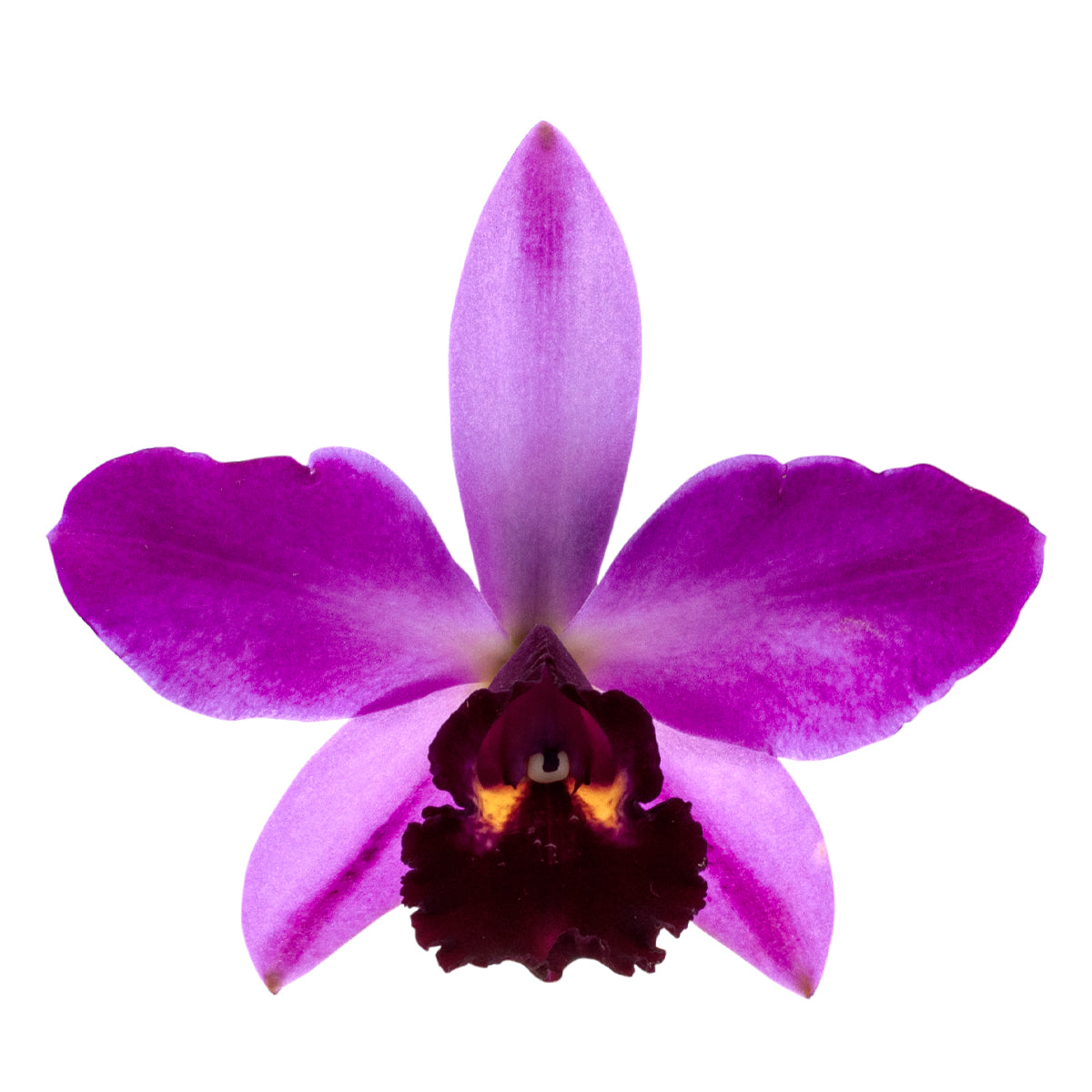 Cattleya Quilla