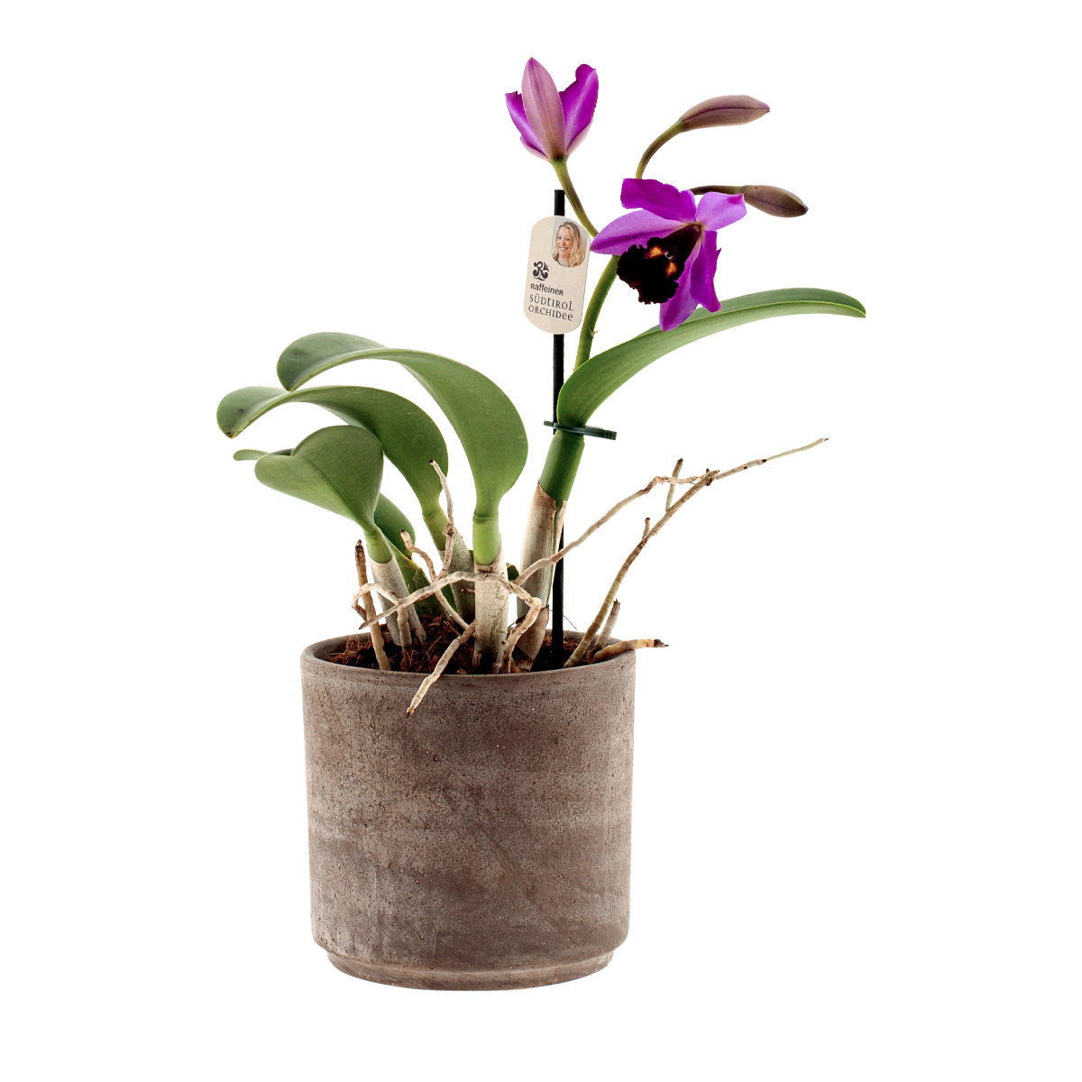 Cattleya Quilla