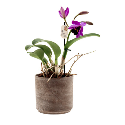 Cattleya Quilla