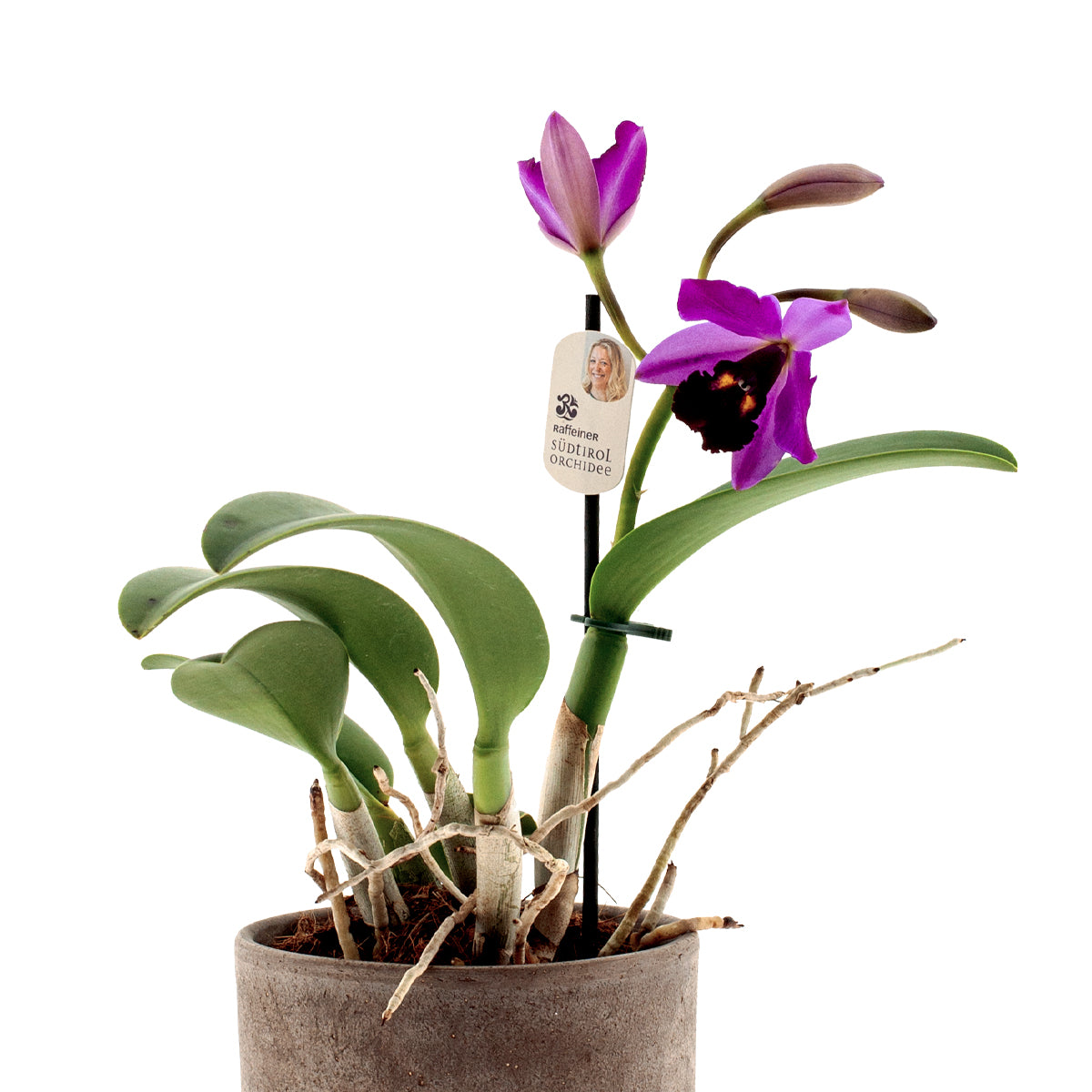 Cattleya Quilla