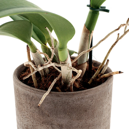 Cattleya Quilla