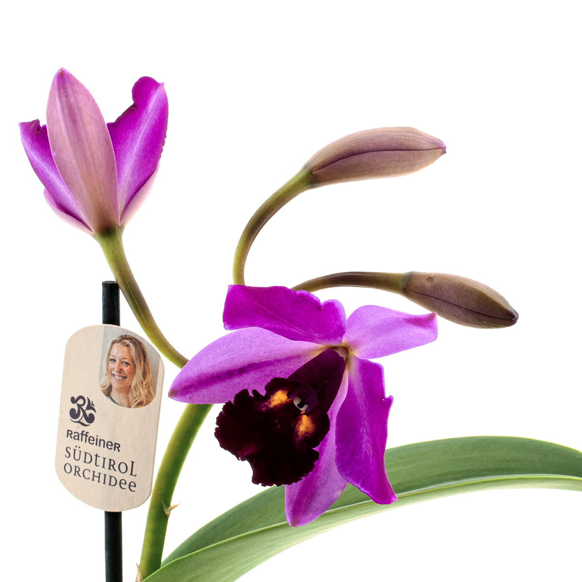Cattleya Quilla