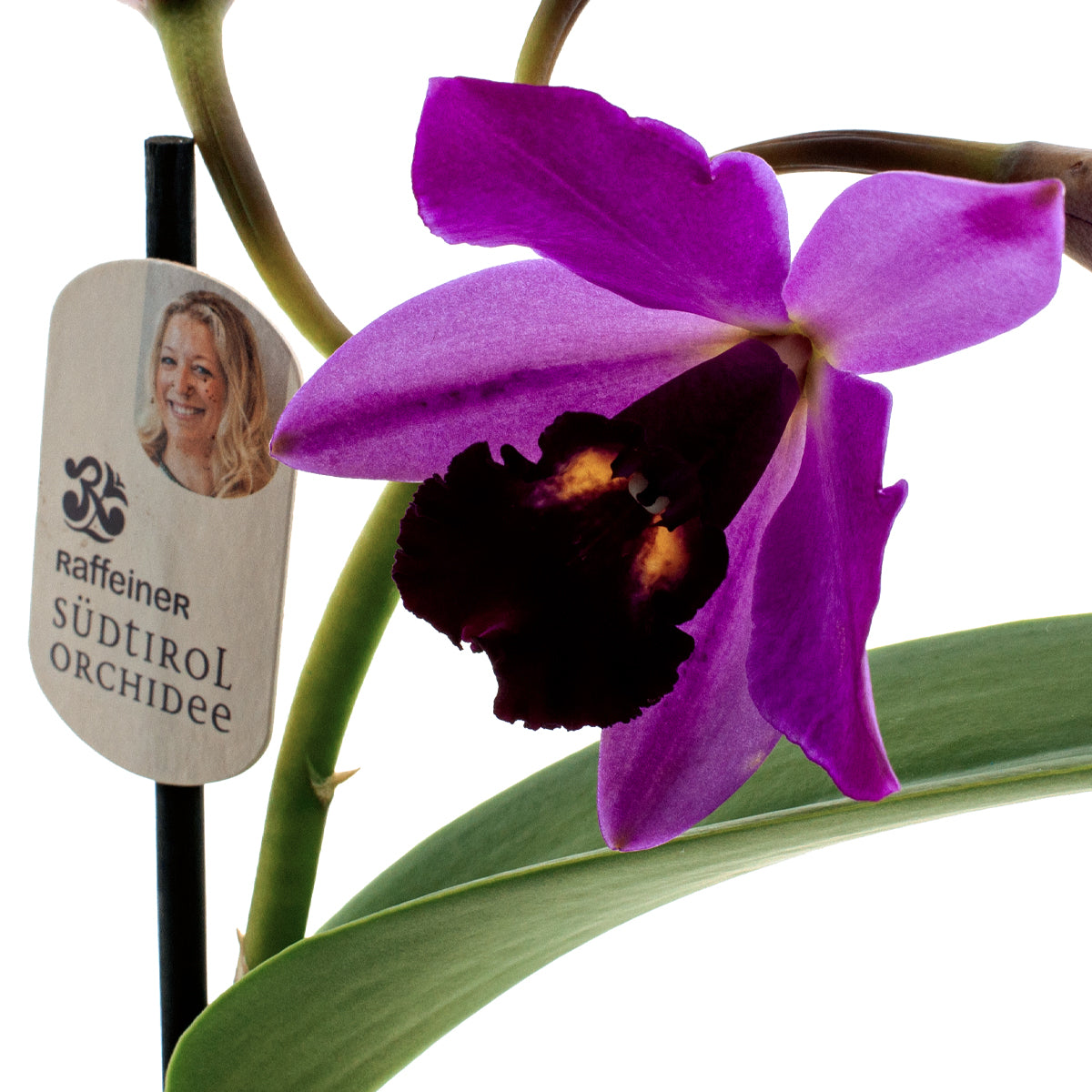 Cattleya Quilla