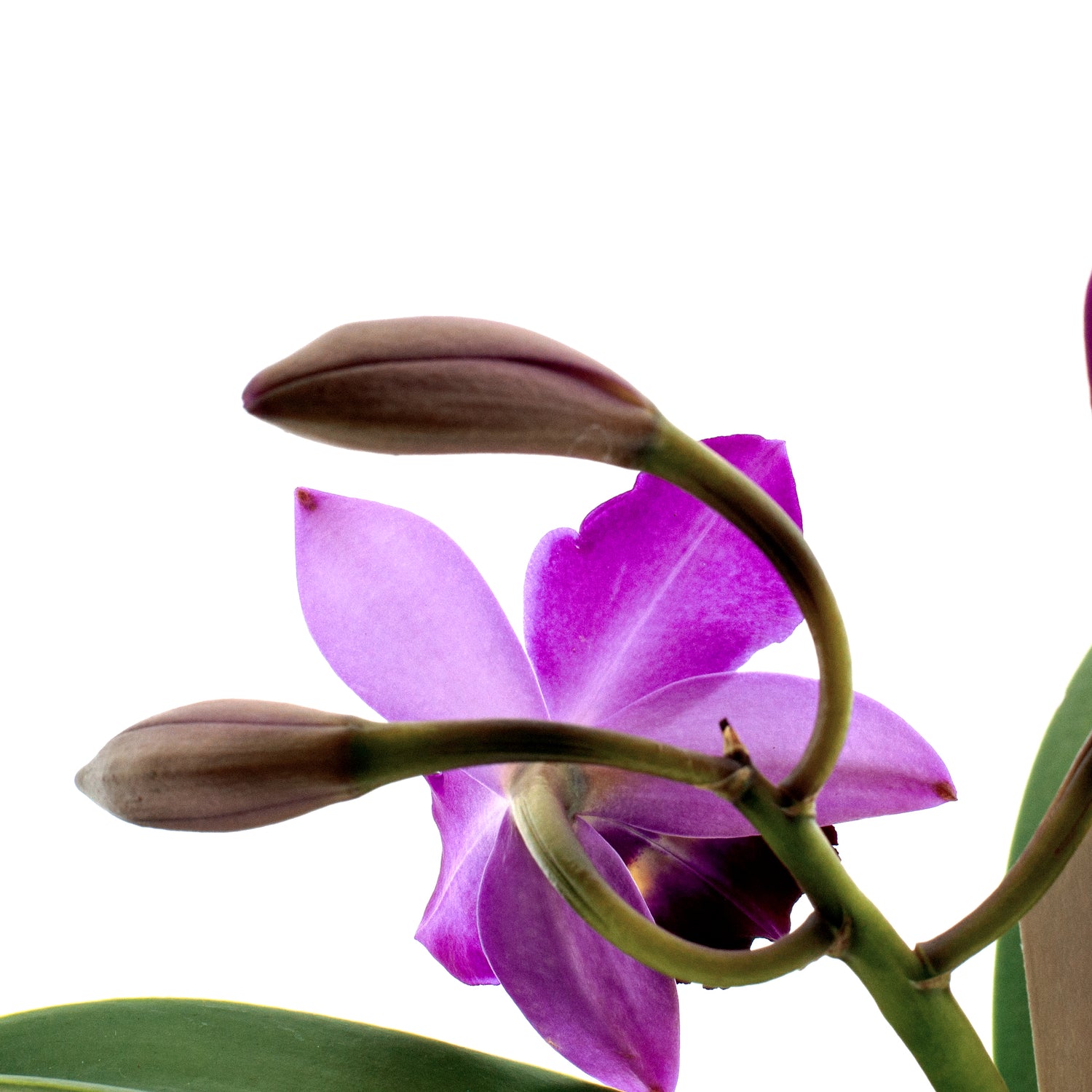 Cattleya Quilla