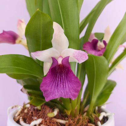 Cochleanthes Ø12