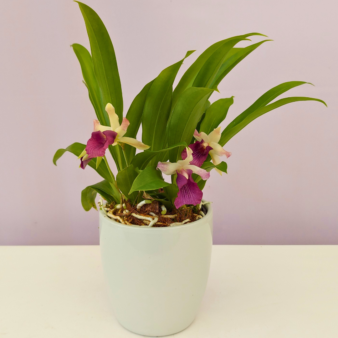 Cochleanthes Ø12