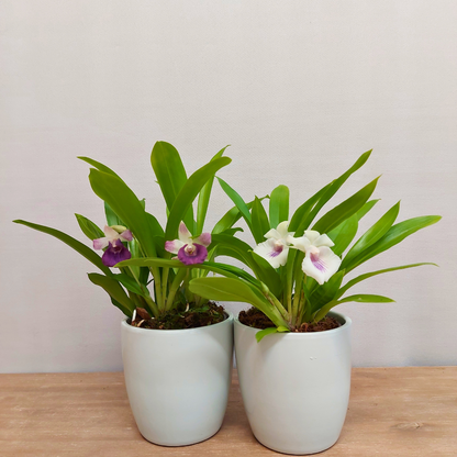 Cochleanthes Ø12