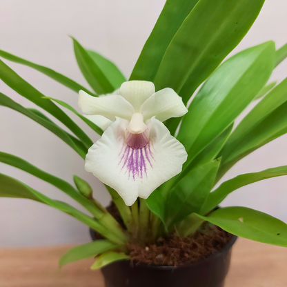 Cochleanthes Ø12