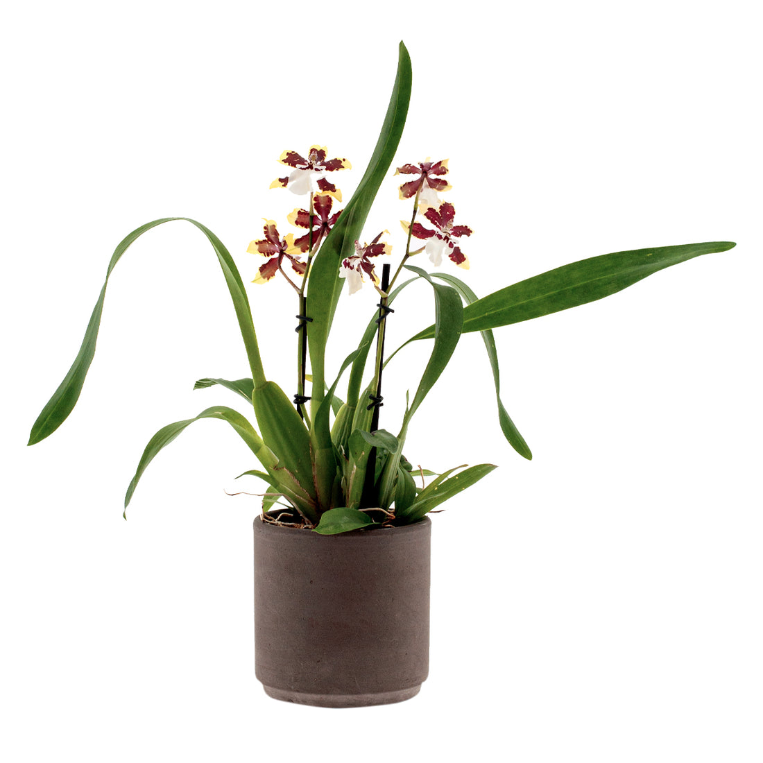 Colmanara Diana