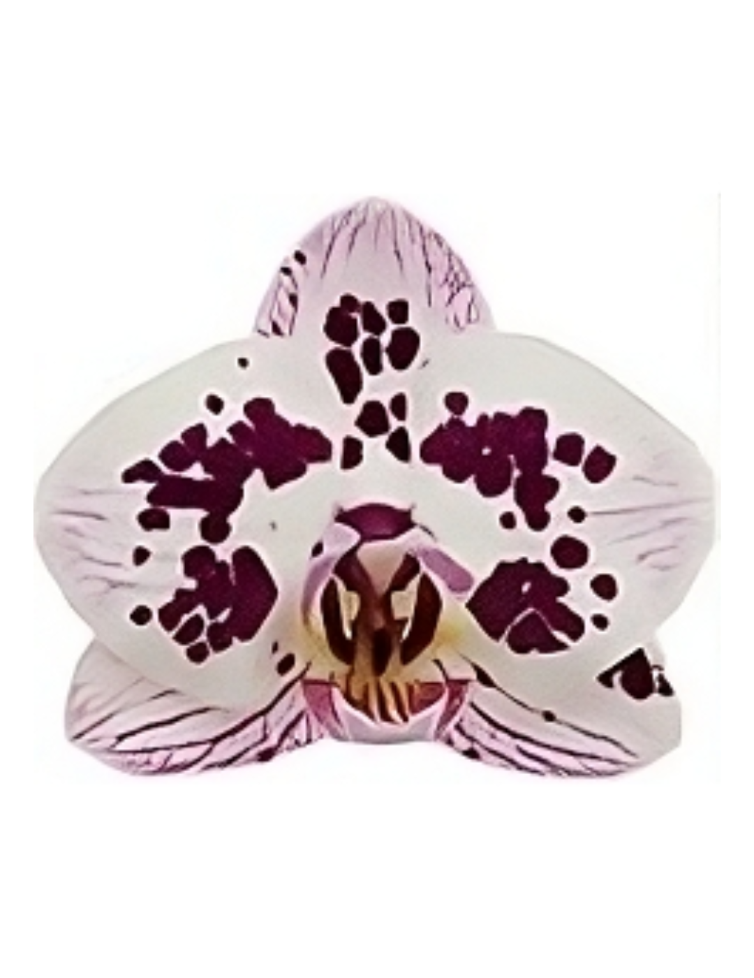 Phalaenopsis Surreal Ø9