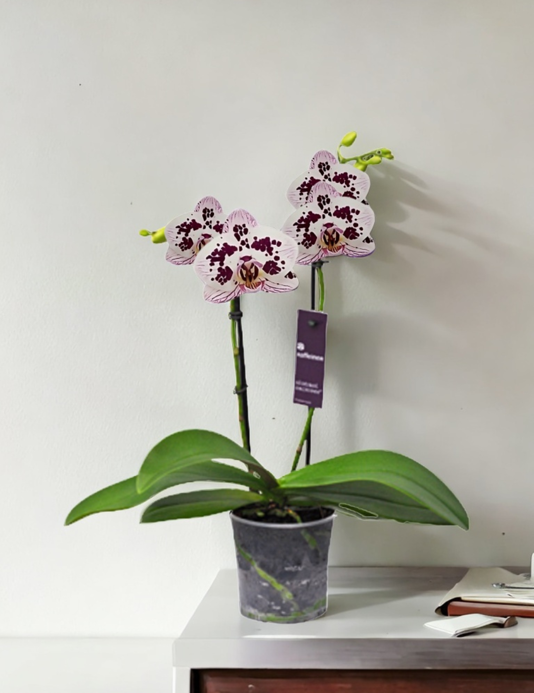 Phalaenopsis Surreal Ø9