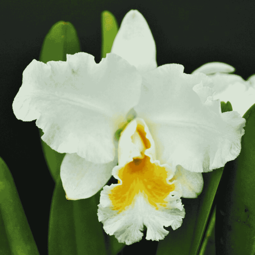Cattleya Olga